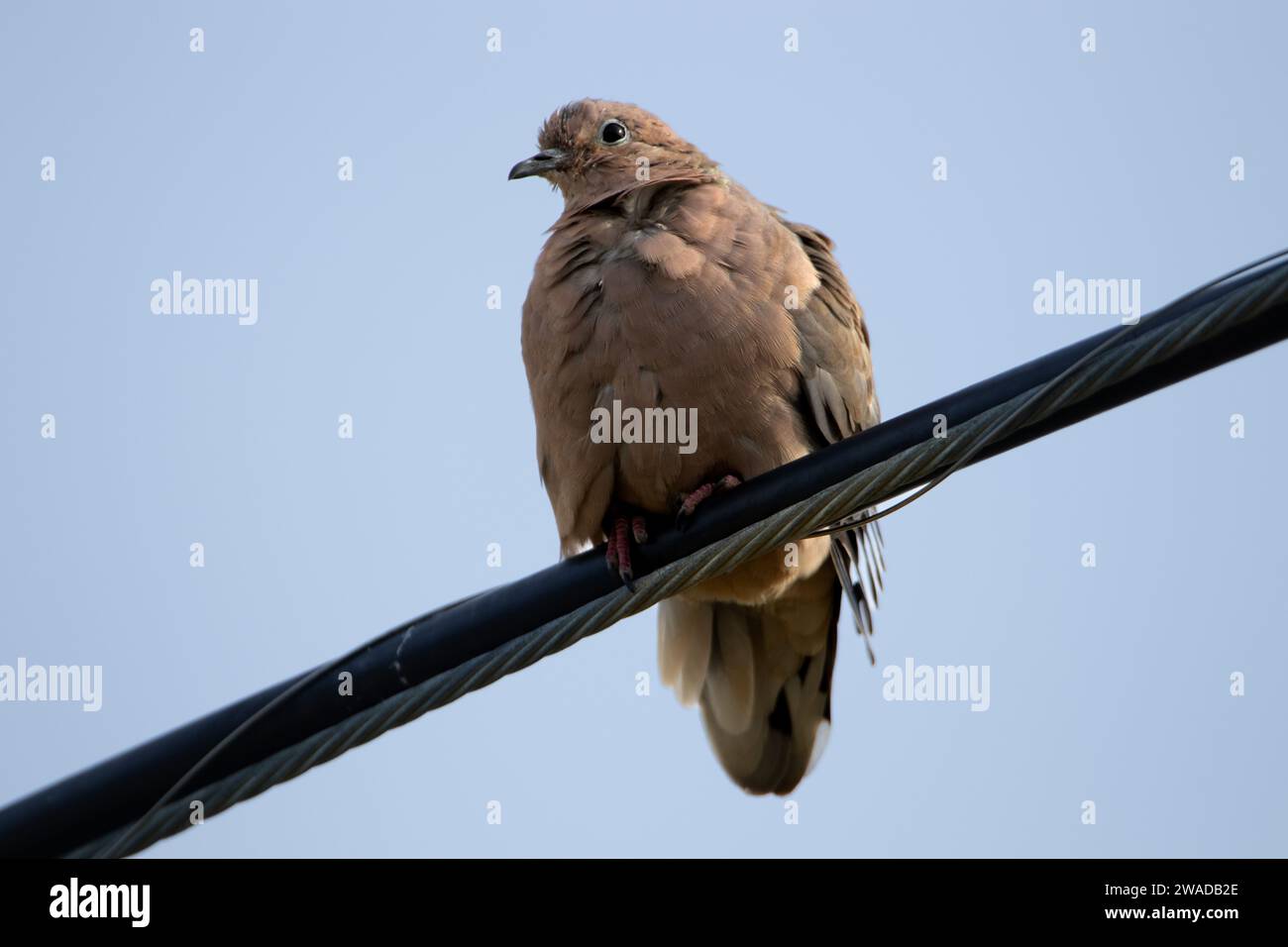 dove on a cable front view Stock Photo