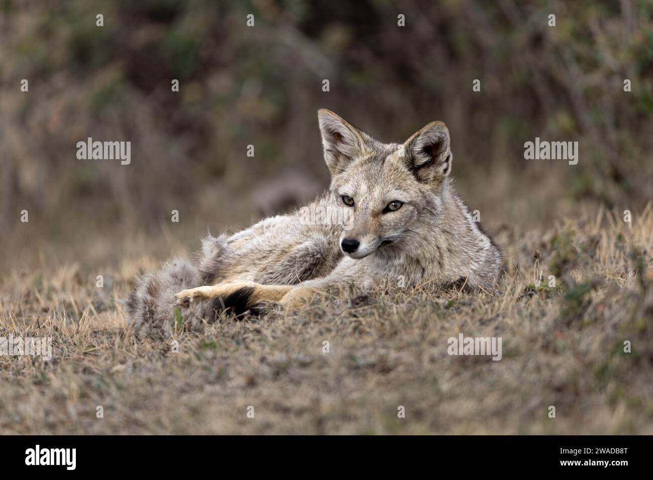 south american gray fox resting Stock Photo