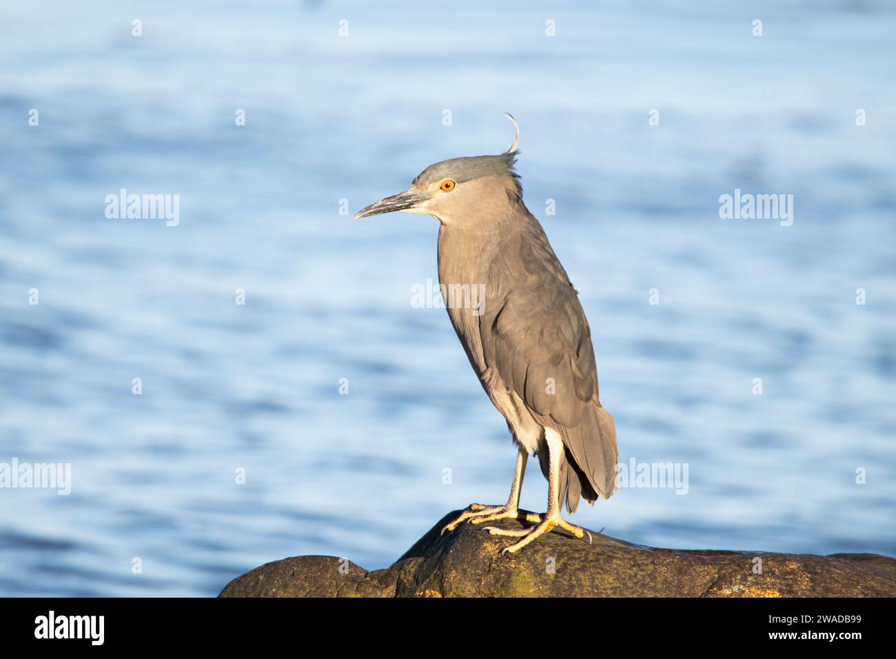 Black-crowned night heron standing on a rock next to the ocean Stock Photo