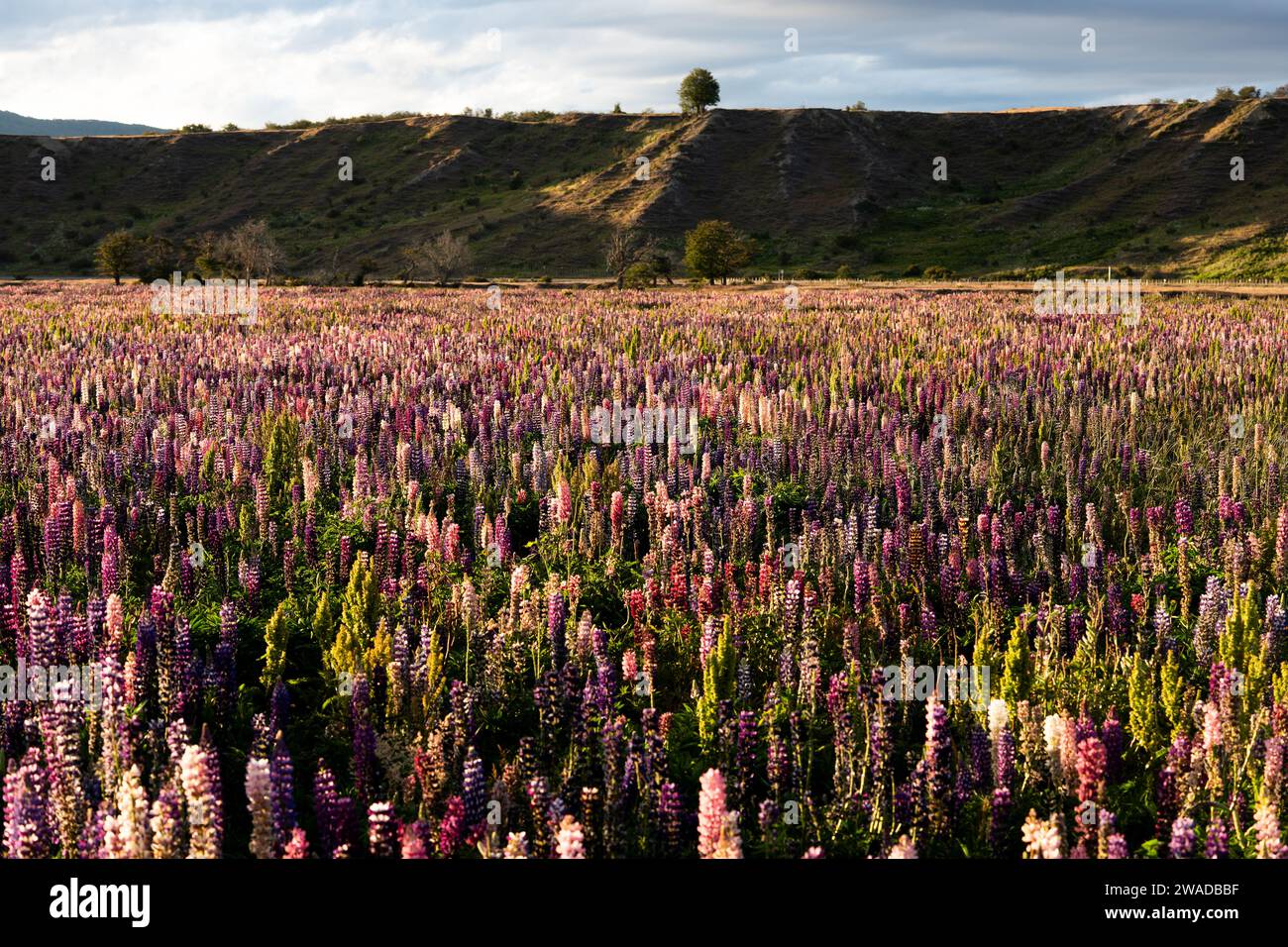lupine field landscape Stock Photo