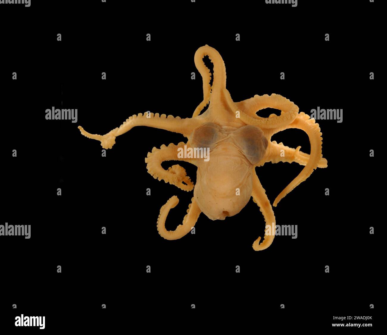Atlantic Pygmy Octopus, Octopus joubini, against a black backround Stock Photo