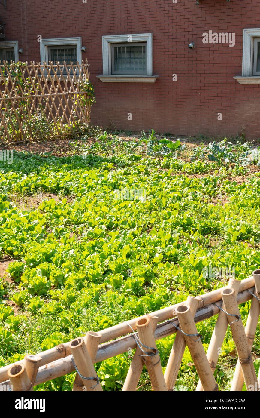 Vertical home gardening composition hi res stock photography and images