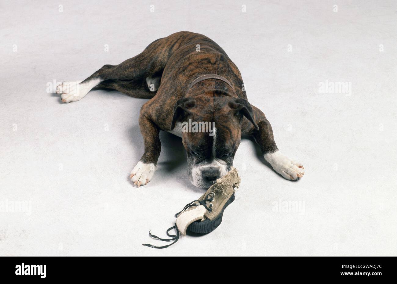 LARGE DOG WITH A SHOE HE HAS CHEWED Stock Photo Alamy