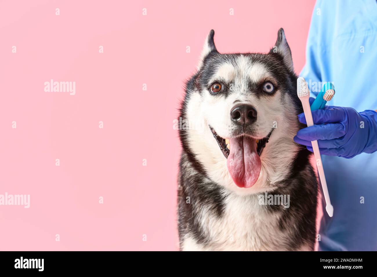 Veterinarian brushing Siberian Husky dog's teeth on pink background