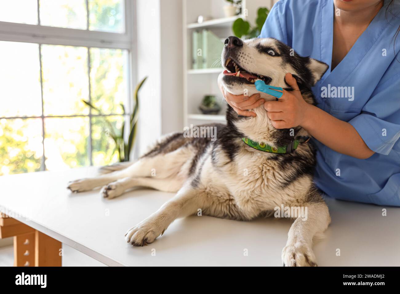 Veterinarian brushing Siberian Husky dog's teeth during dental hygiene procedure in clinic Stock