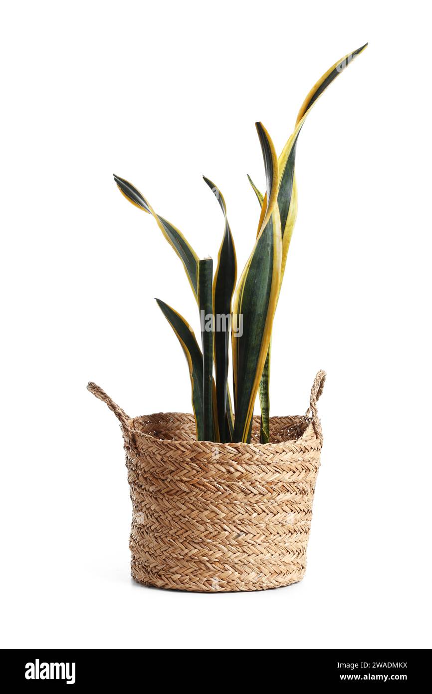 In the soil snake Cut Out Stock Images & Pictures Alamy