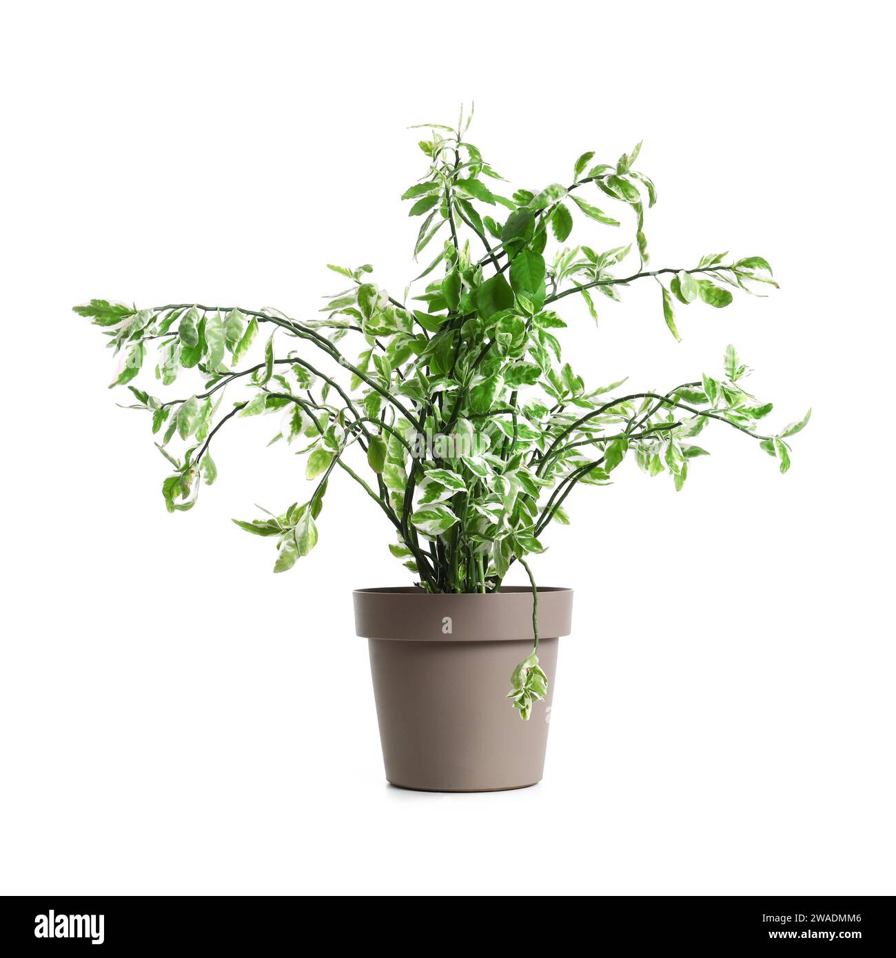 Green plant in pot on white background Stock Photo - Alamy