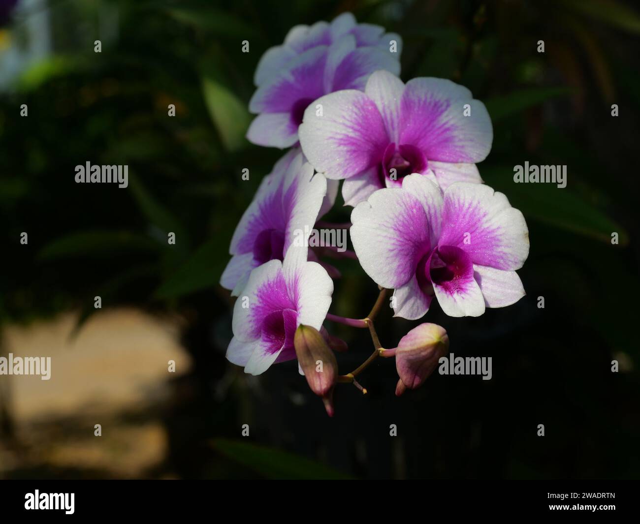 White With Purple Stripes of Phalaenopsis Orchids blossom with natural green and black background,, Moth orchid flower in Thailand Stock Photo