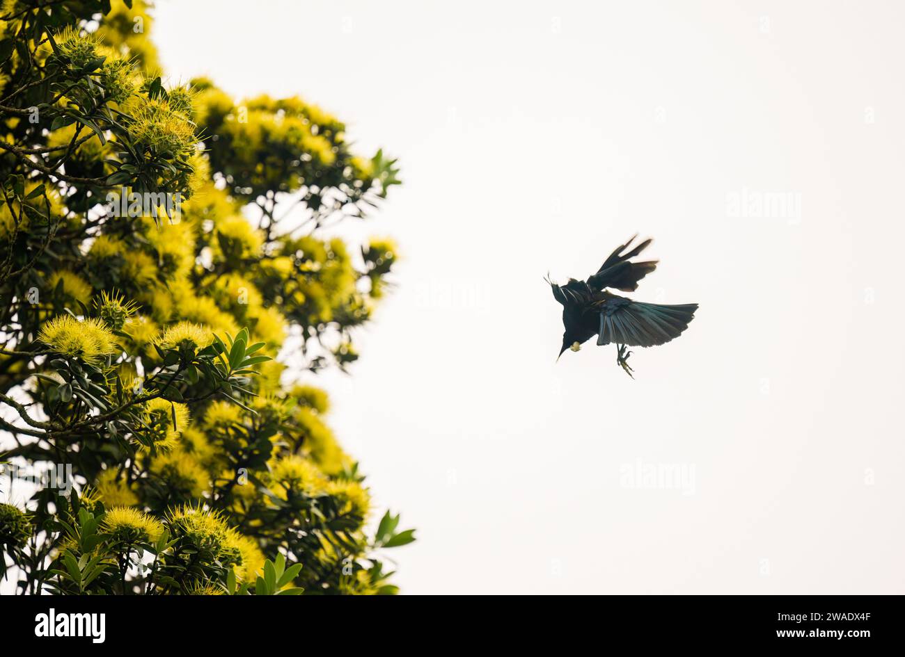 Tui bird flying towards yellow Pohutukawa flowers. Auckland Stock Photo