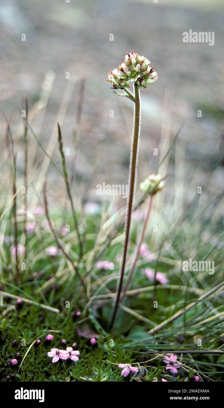 Alpina saxifrage Stock Photo