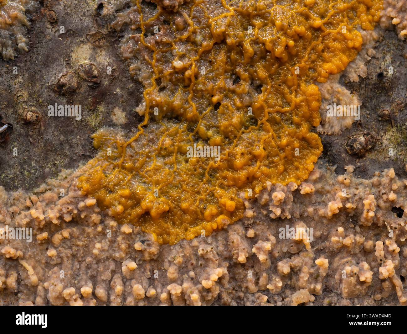 Close-up of the orange-colored plasmodium of a slime mold (Badhamia utricularis) speading across and feeding on a wrinkled crust fungus (Phlebia radia Stock Photo