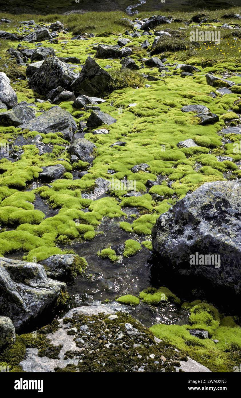 Pohlia wahlenbergii moss growth Stock Photo
