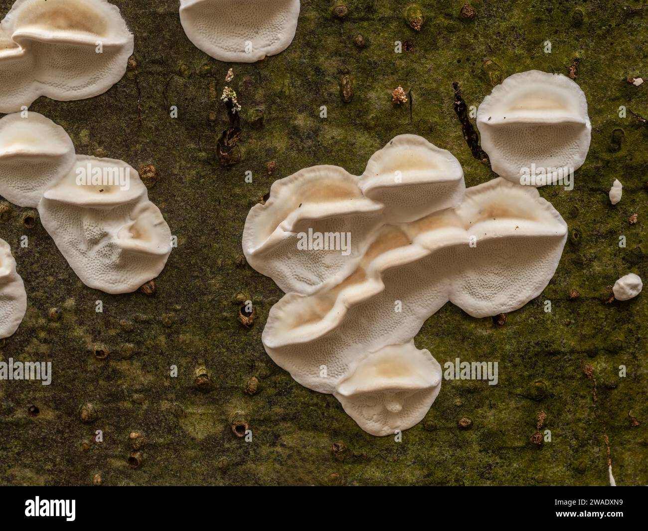 a group of white fragrant fungi  (Trametes suaveolens) growing on the bark of a living deciduous tree Stock Photo