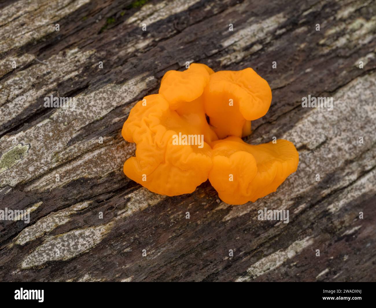 Beautiful orange jelly fungus (Dacrymyces chrysospermus) growing on the