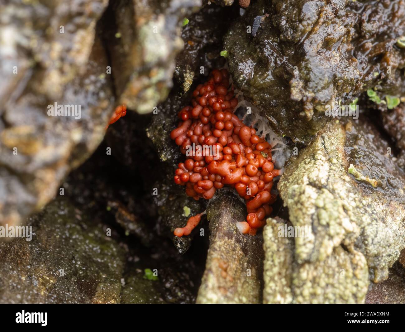 Close-up image of the fruiting body of a red slime mould or slime mold (Arcyria species) formed in a crevice in a rotting log Stock Photo