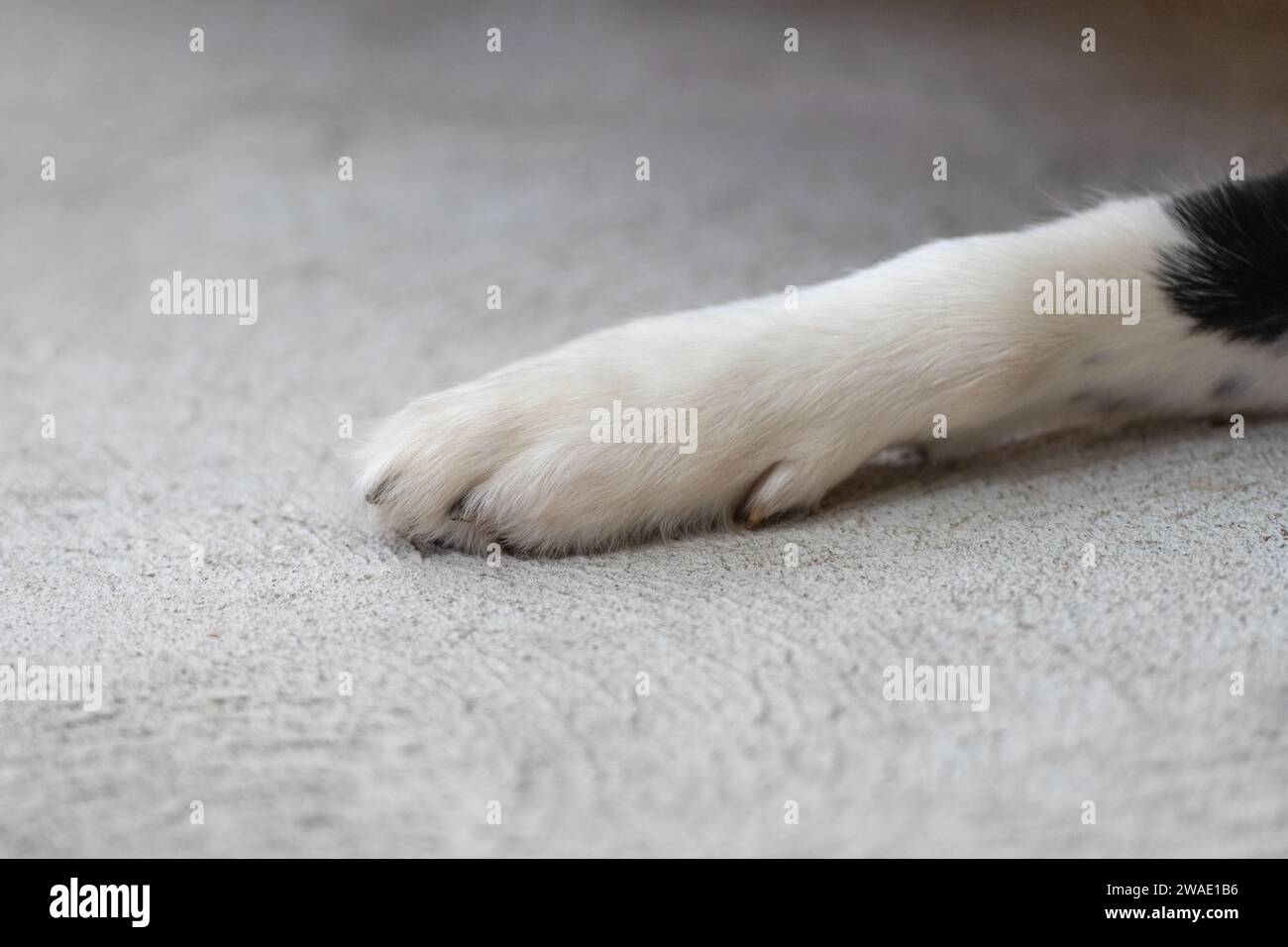 Close up of a dog's paws. Border Collie puppy pads. Legs of animal lying on a wooden deck. Stock Photo
