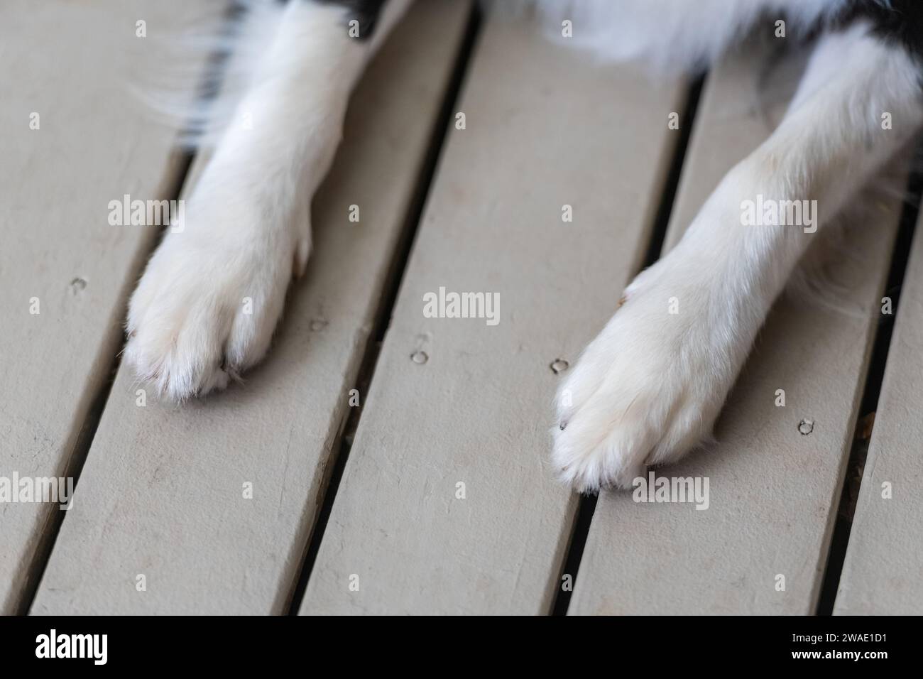 Close up of a dog's paws. Border Collie puppy pads. Legs of animal lying on a wooden deck. Stock Photo