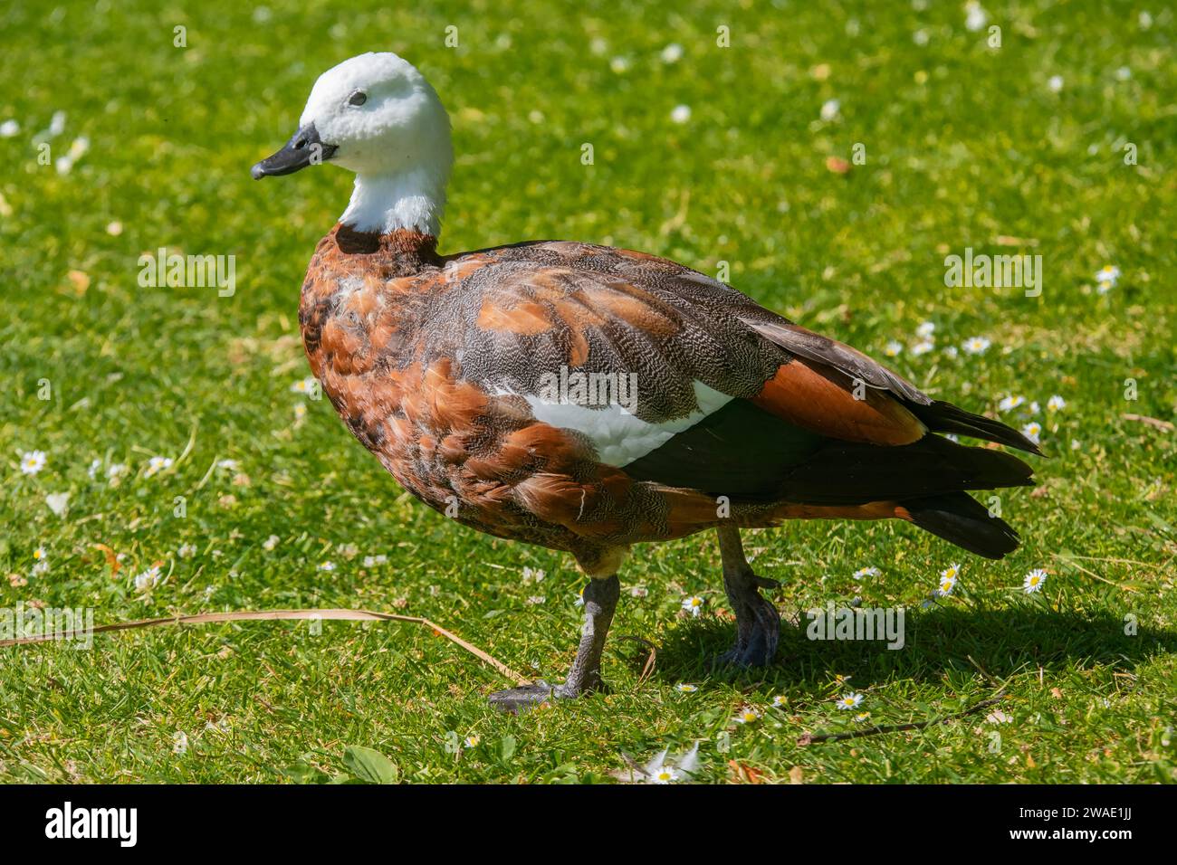 the female paradise shelduck (Tadorna variegata) is a species of shelduck, a group of goose-like ducks, which is endemic to New Zealand. Stock Photo