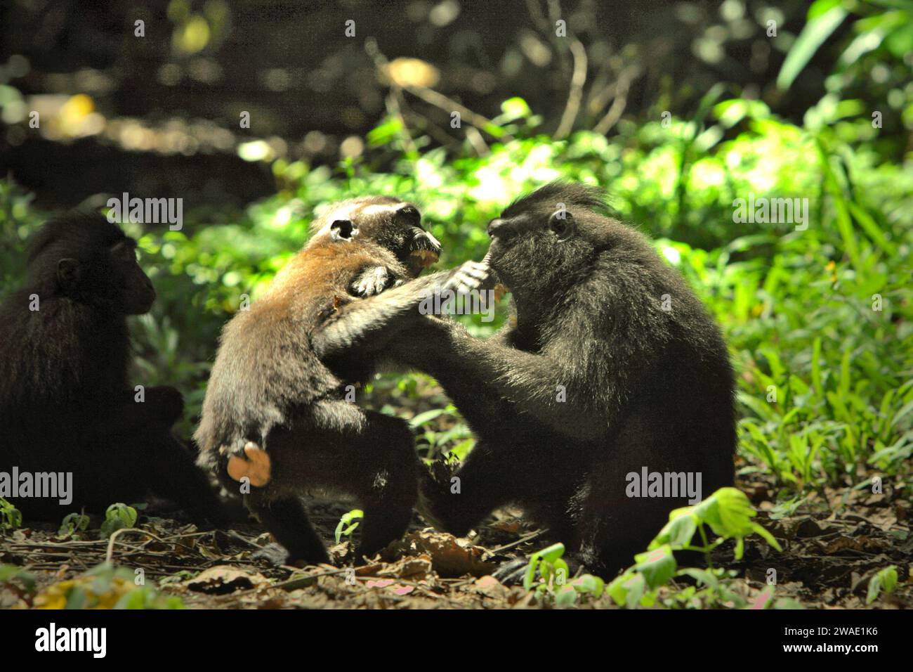 Crested macaques (Macaca nigra) show aggressive behaviour toward each ...