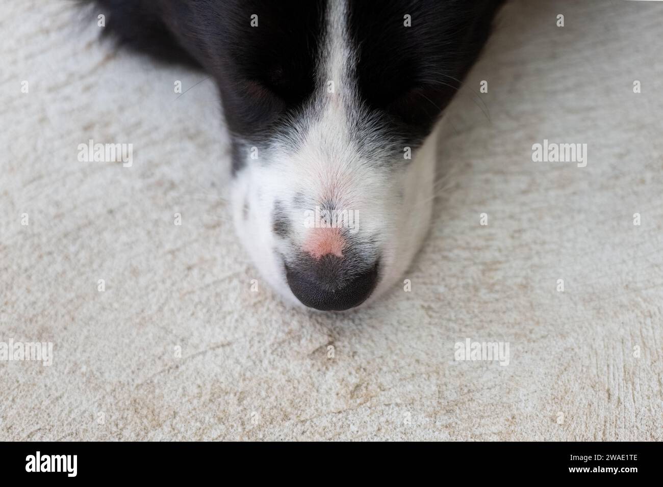 Close up of the border collie puppy nose. Close up of a dog's snout. Dog lying on a concrete floor. Stock Photo