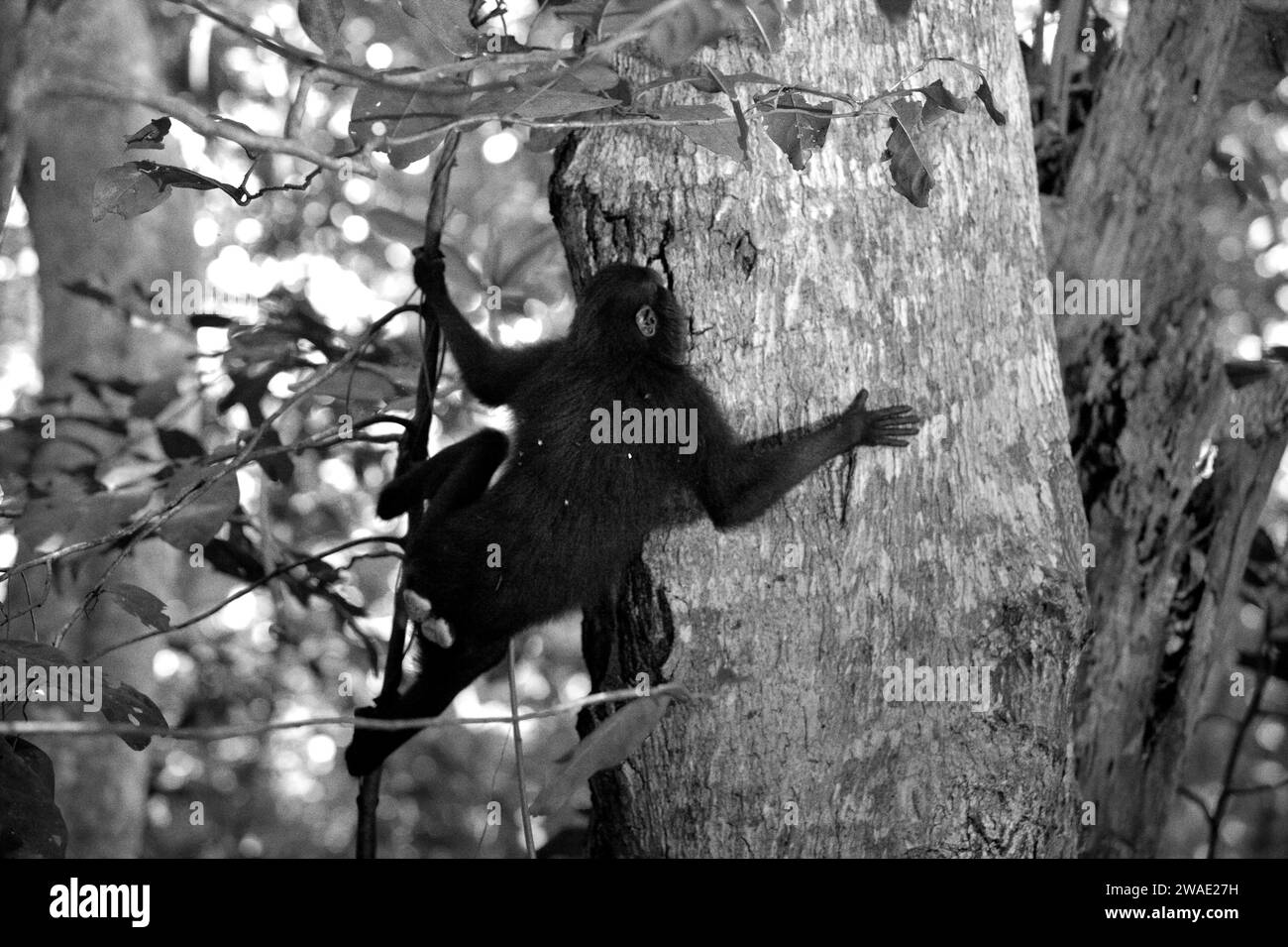 A crested macaque (Macaca nigra) moves on a tree trunk in Tangkoko forest, North Sulawesi, Indonesia. Primate conservation is a behavioural challenge and as such requires behaviourally informed solutions, according to a team of scientists led by Harry Hilser in their 2023 paper published by International Journal of Primatology. It also needs, they wrote, 'A holistic strategy of education, capacity building, and community-based conservation draws upon a blend of insights from multiple social scientific disciplines alongside direct research with communities in the area exploring their cultural.. Stock Photo