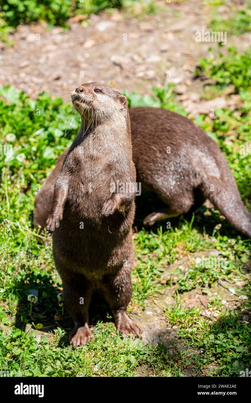 The small clawed otter (Amblonyx cinereus) stands on feet. A semiaquatic mammal native to inhabits mangrove swamps and freshwater wetlands Stock Photo