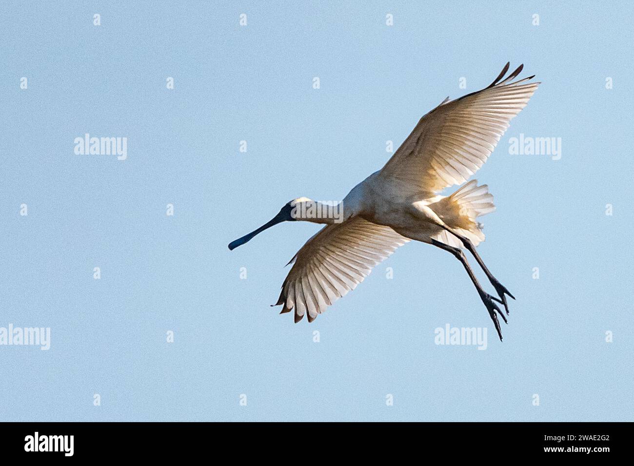 Royal Spoonbill (Platalea regia) in flight with wings outstretched, Northern Territory, Australia Stock Photo