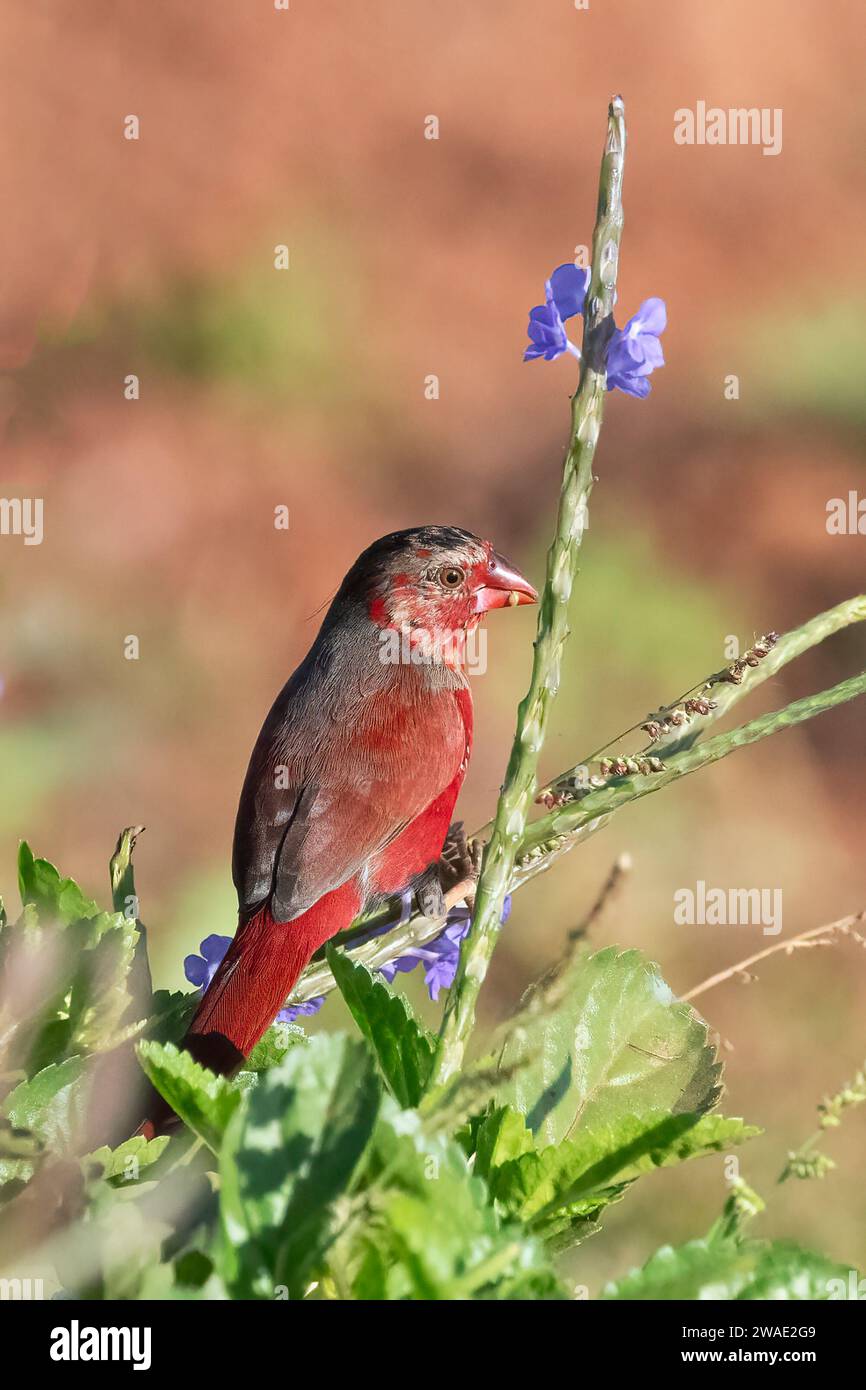 Crimson Finch (Neochmia phaeton) perching, Fogg Dam, Northern Territory, NT, Australia Stock Photo