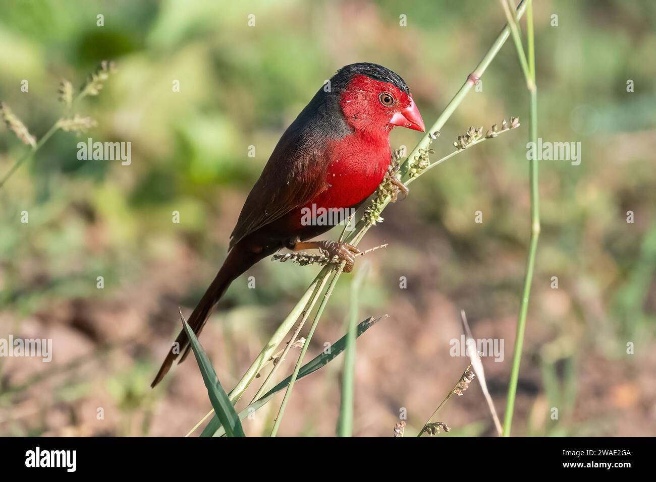 Male Crimson Finch (Neochmia phaeton) perching, Fogg Dam, Northern Territory, NT, Australia Stock Photo