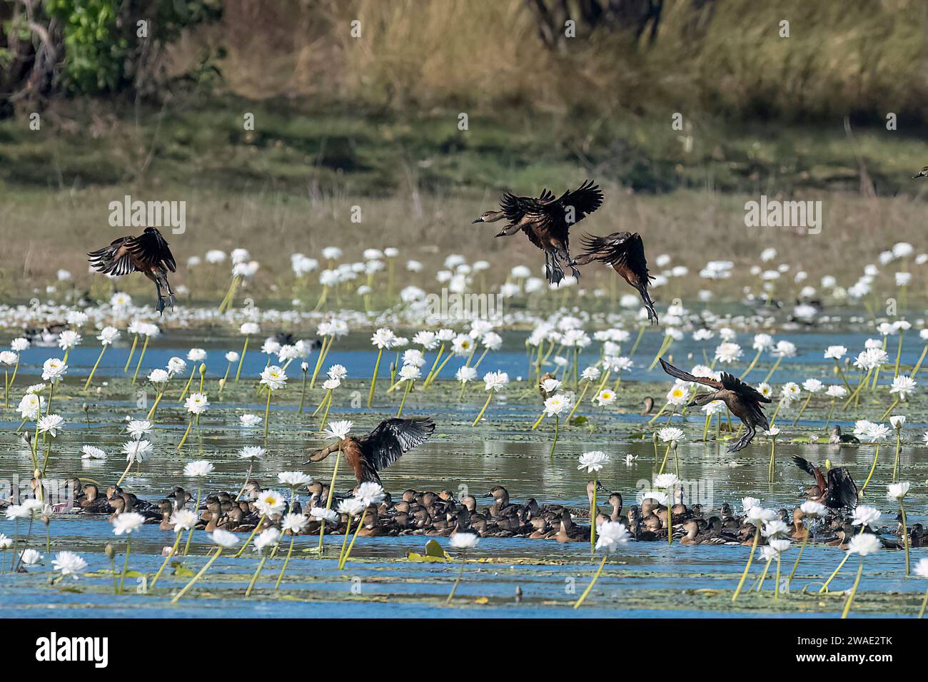 A flock of Wandering Whistling-ducks (Dendrocygna arcuata) landing in wetlands, Leaning Tree Billabong, Marrakai, Northern Territory, NT, Australia Stock Photo