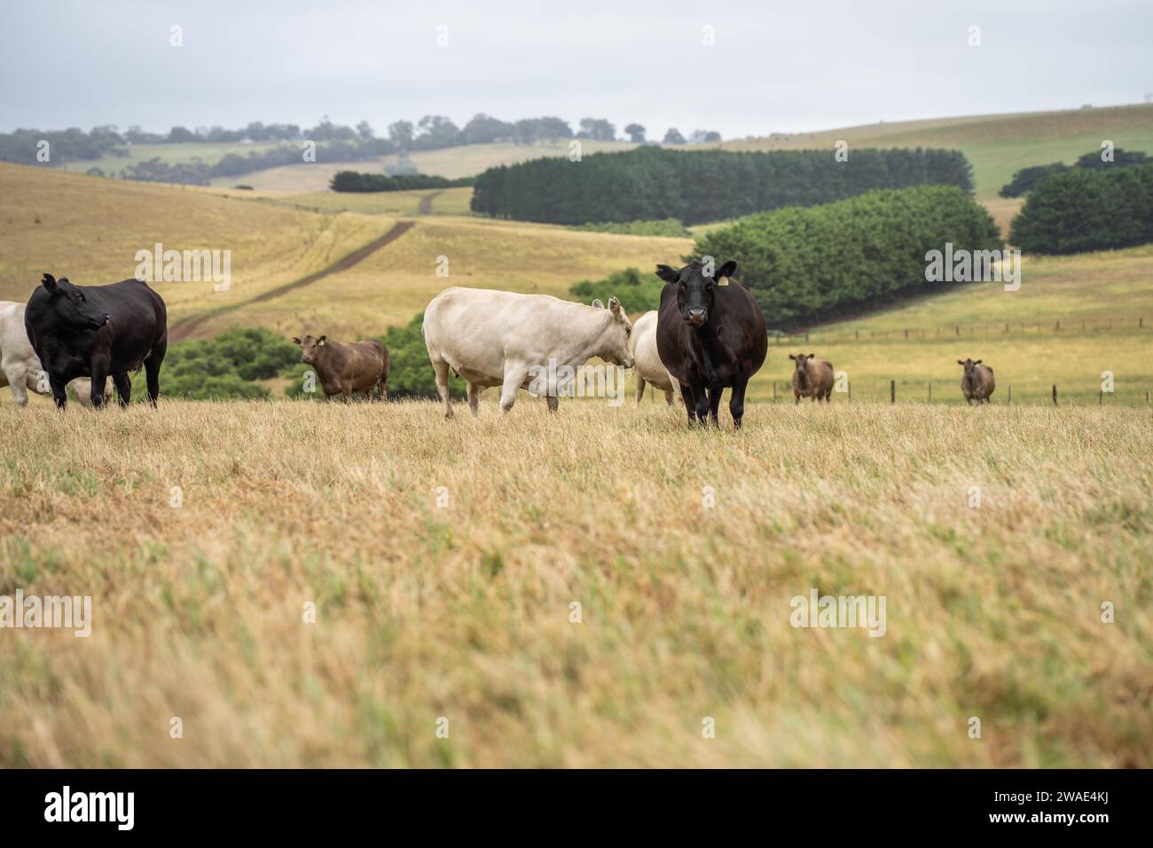 Beef cows and calfs grazing on grass in south west victoria, Australia