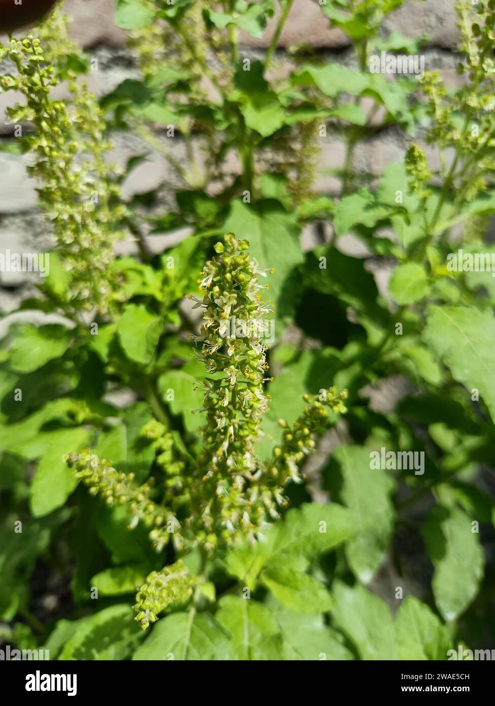 Holy basil green plants with flower or tulsi Stock Photo Alamy