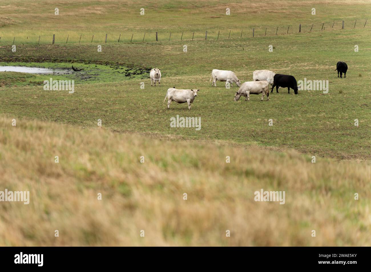 Portrait of Cows in a field grazing. Regenerative agriculture farm ...