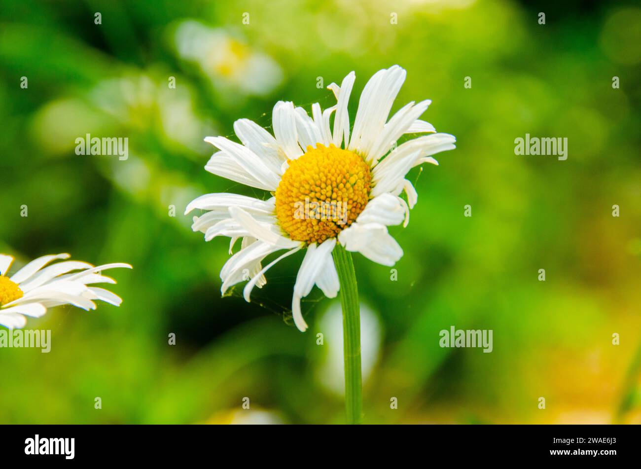 Yellow centered white flower hi-res stock photography and images - Alamy