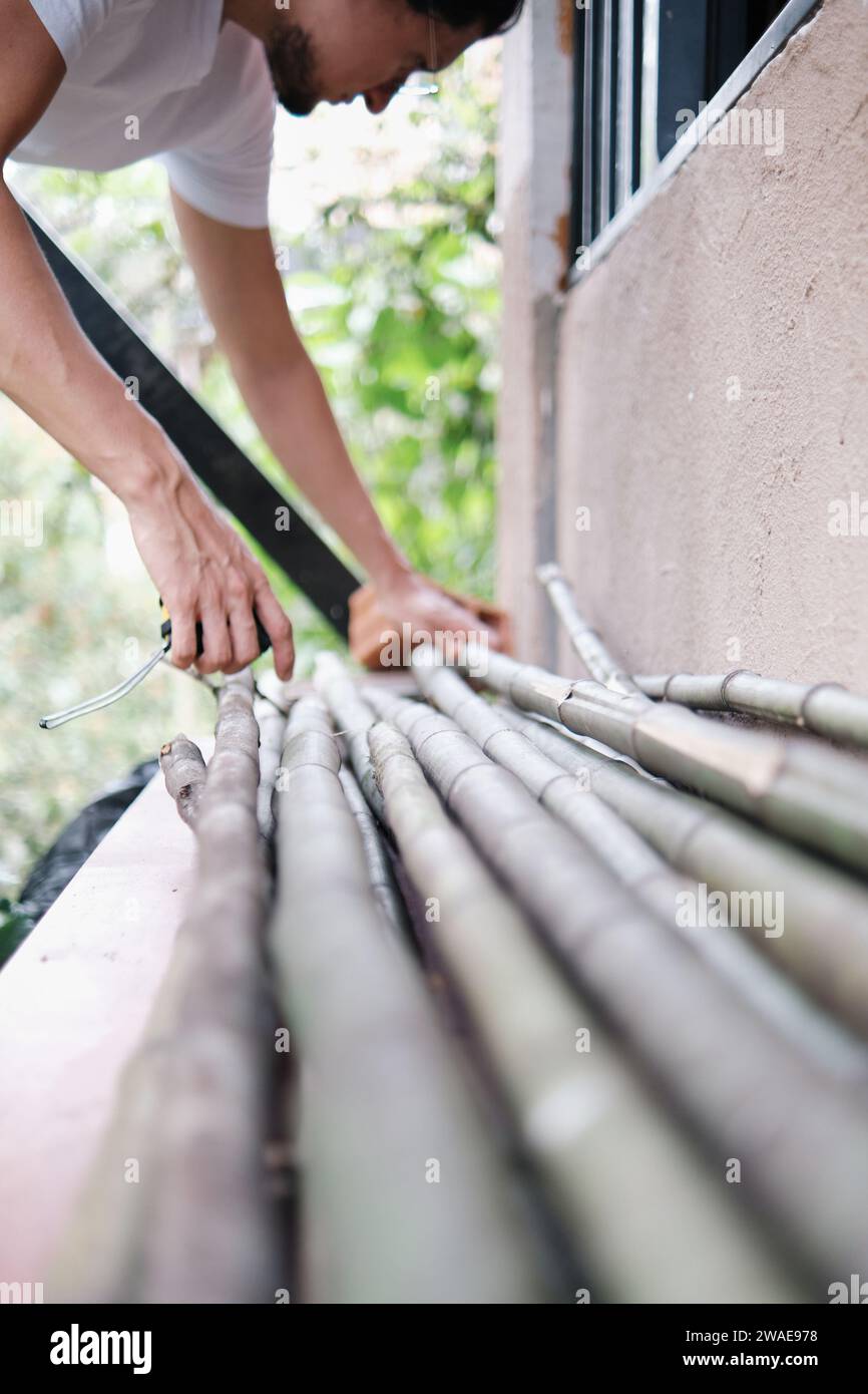 young adult latino male picking bamboo sticks from a pile Stock Photo