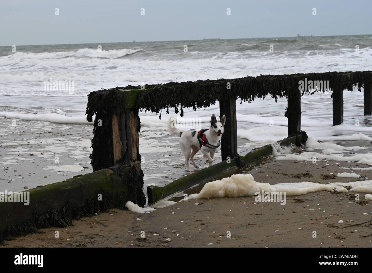 A person in riding attire atop a horse traversing the serene shoreline of a beach Stock Photo