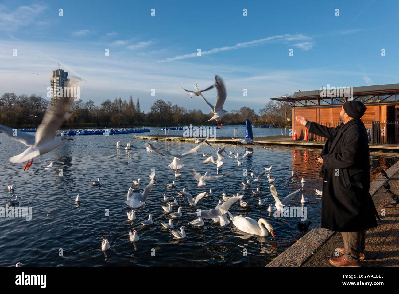 man feeding birds on Boxing Day, winter, Serpentine lake in Hyde Park, London, UK Stock Photo
