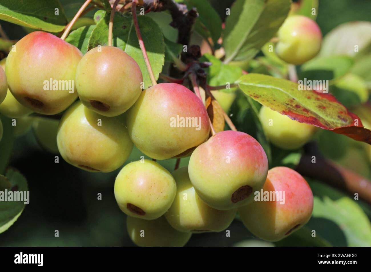 Ripening crab apples, Malus x robusta variety red sentinel, hanging on a tree with a background of blurred leaves. Stock Photo