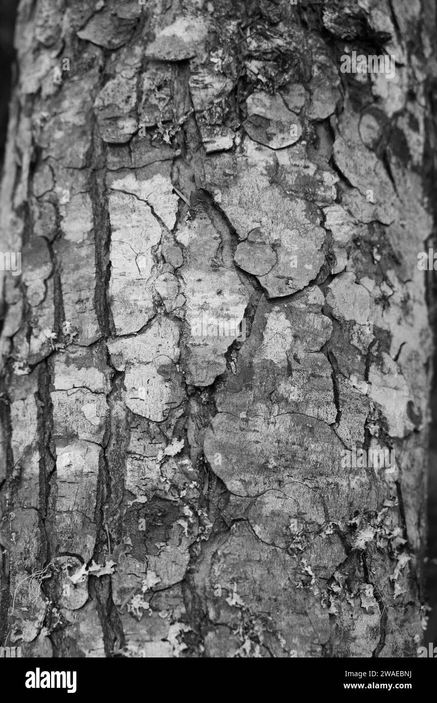 A vertical closeup of a tree trunk texture Stock Photo