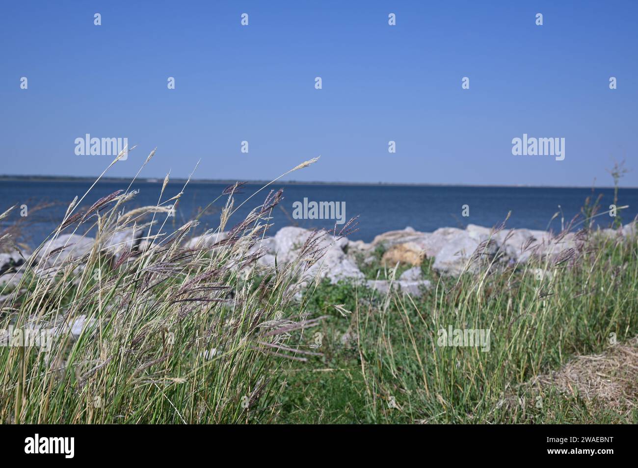 A scenic view of green shrubs on the beach against the sea on a sunny day Stock Photo