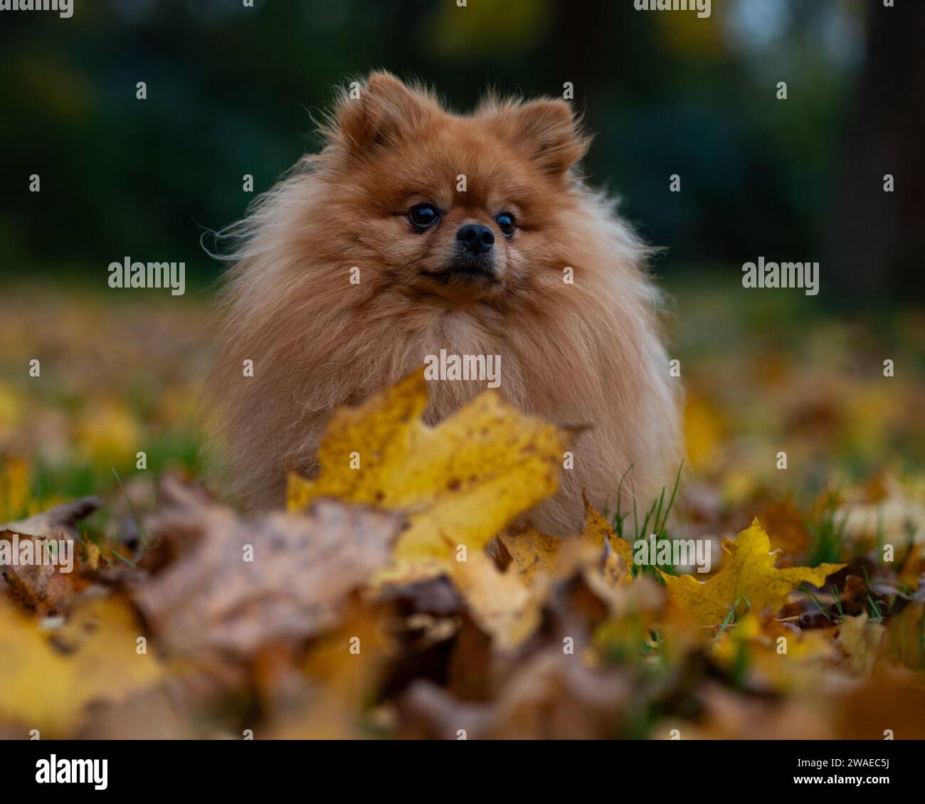 An adorable pomeranian dog with long fur sitting outdoors in a pile of autumn leaves Stock Photo