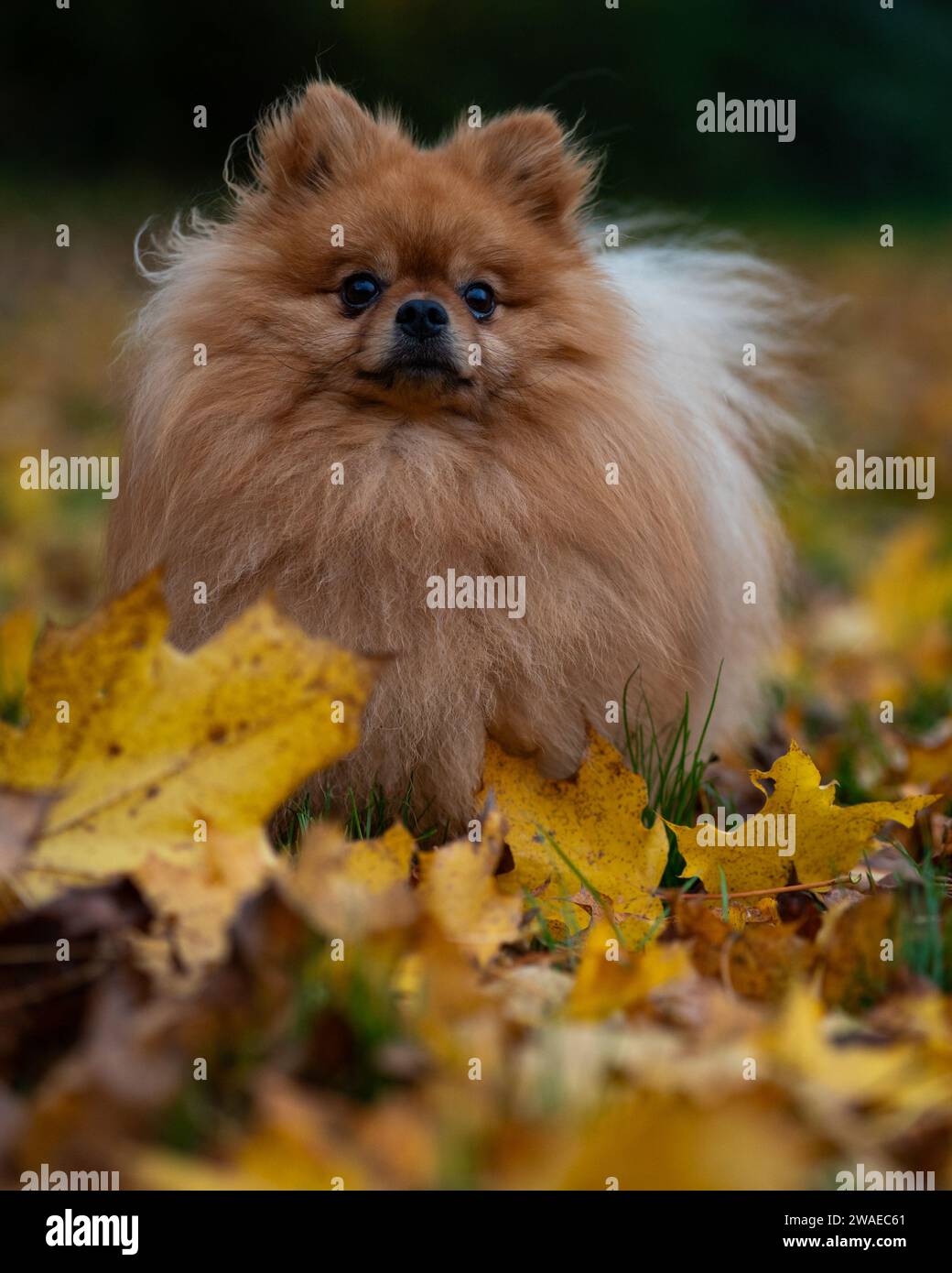 An adorable pomeranian dog with long fur sitting outdoors in a pile of autumn leaves Stock Photo
