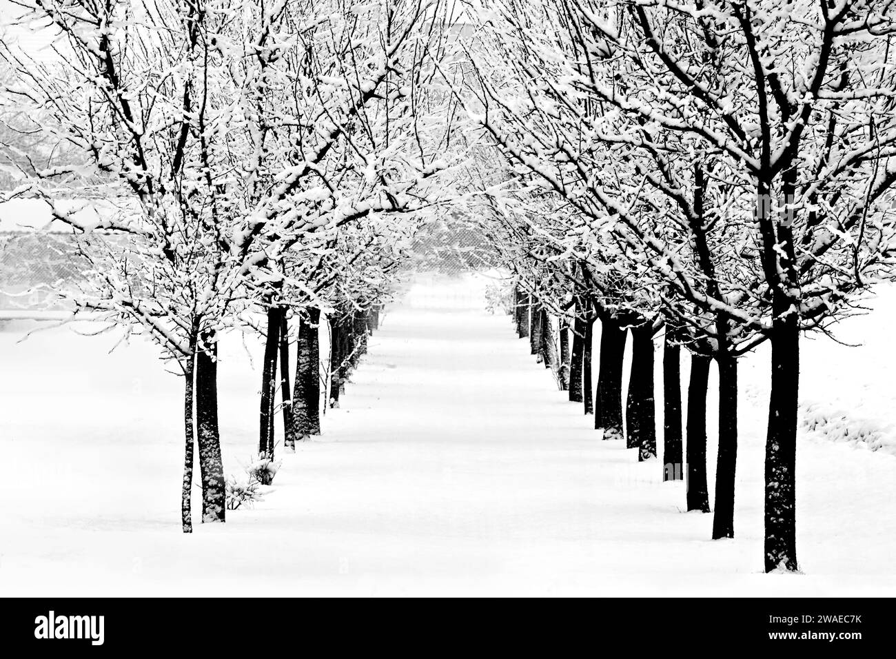 Winter wonderland with snow covered tree lined pathway in black and ...