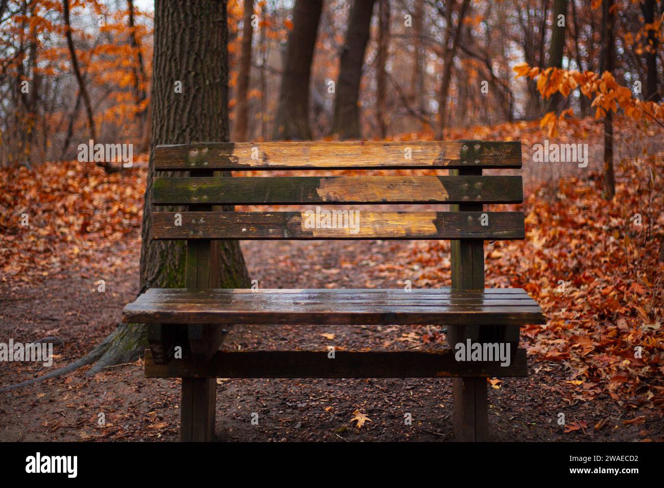 A wooden park bench in the middle of a blanket of fallen leaves, surrounded by tall trees Stock Photo