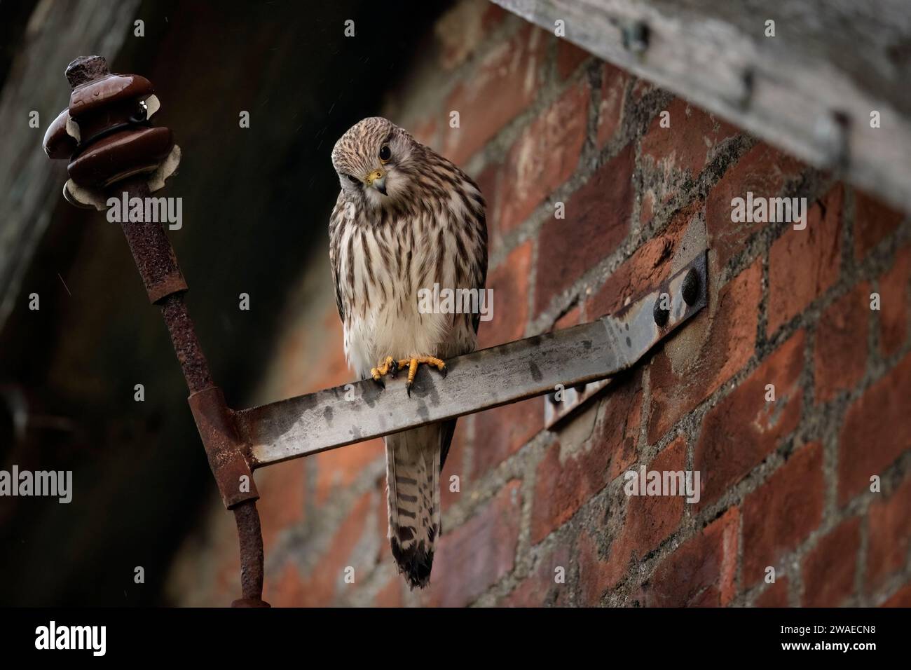 A common kestrel perched atop a metal fixture affixed to a brick wall
