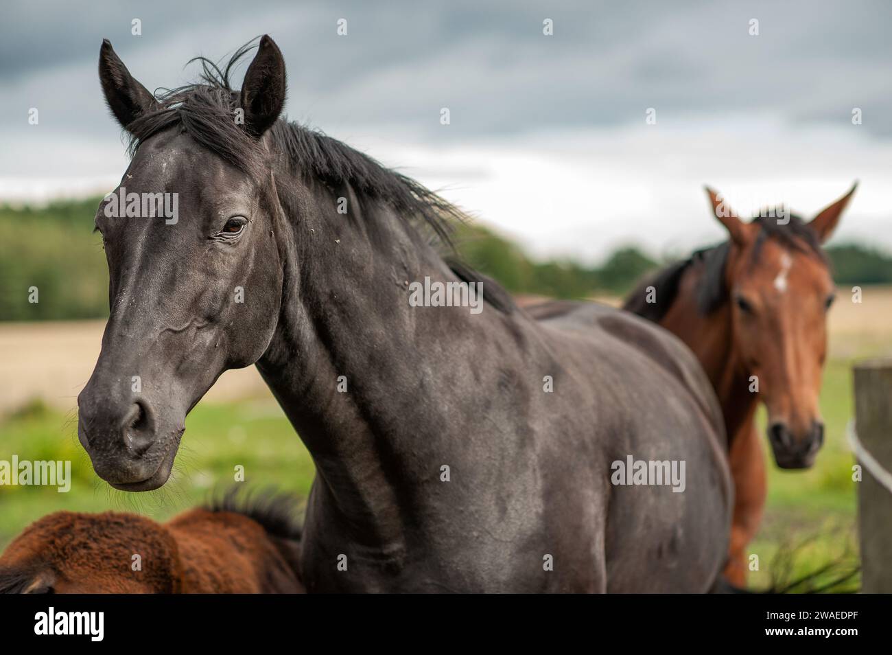 Swedish Warmblood mares in the countryside of Östergötland in Sweden. Stock Photo