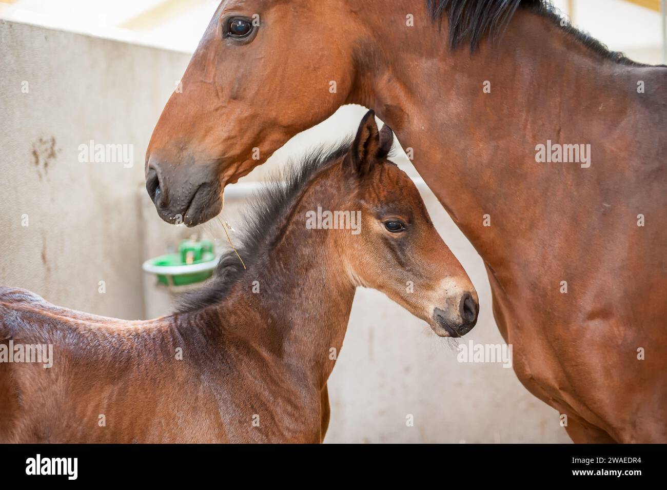 Swedish Warmblood mare with foal in a stable Stock Photo