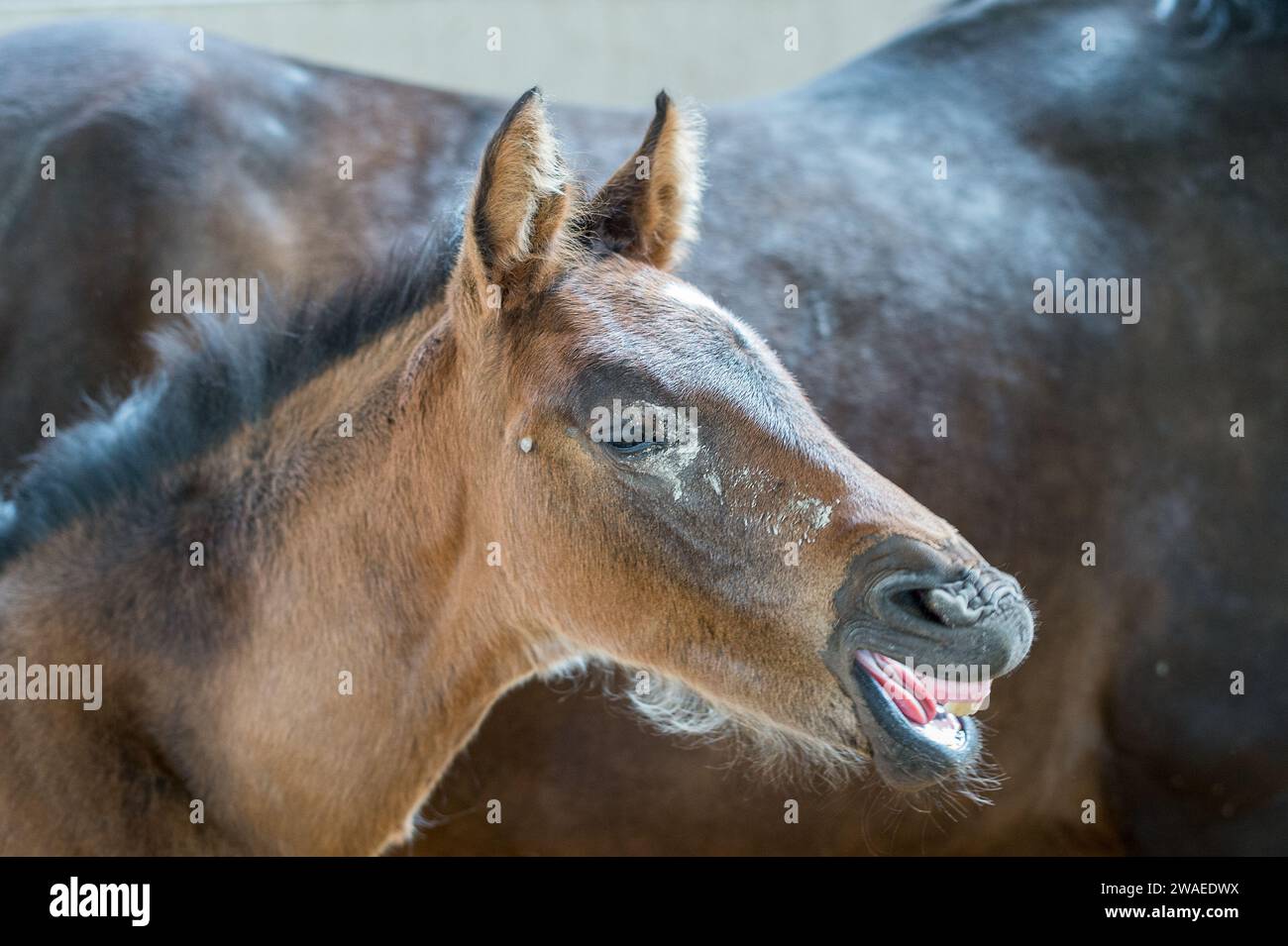 Funny brown mare white star hi-res stock photography and images - Alamy