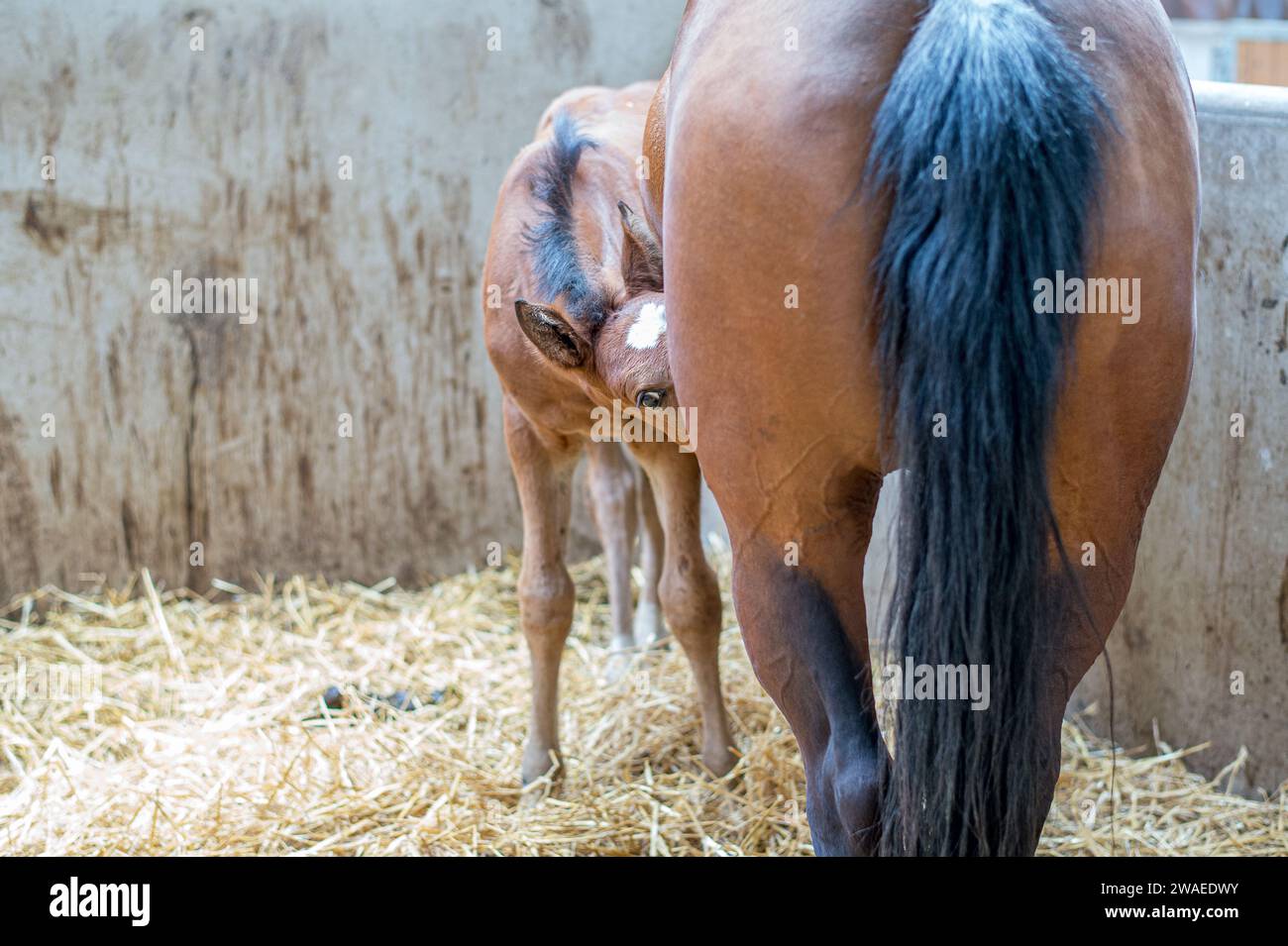 Swedish Warmblood mare with foal in a stable Stock Photo