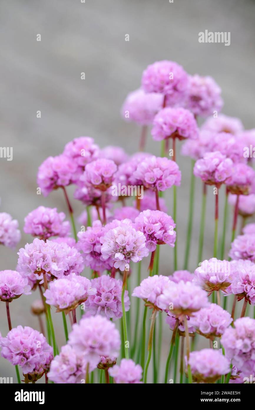 Armeria maritima, thrift, sea thrift, sea pink, pink blooms in late Spring Stock Photo